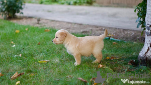 Фото №3. Золотой ретривер Kölykök Eladók.  Германия