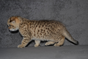 Фото №2 к объявлению №33395 о продаже хайленд-страйт - купить в Литве из питомника