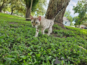 Фото №2 к объявлению №153251 о продаже бенгальская - купить в Швеции частное объявление