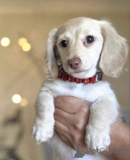 Фото №2 к объявлению №165207 о продаже таксу - купить в Нидерландах заводчик