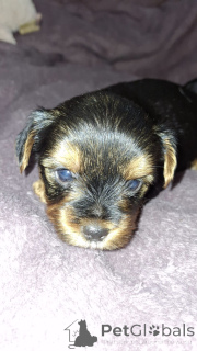 Фото №3. Миниатюрные Йорки..  Латвия