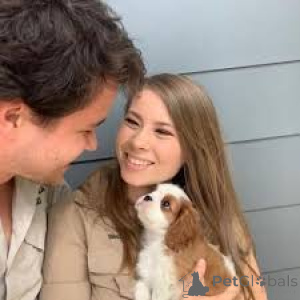 Фото №2 к объявлению №165589 о продаже кавалер-кинг-чарльз-спаниеля - купить в Нидерландах частное объявление, заводчик