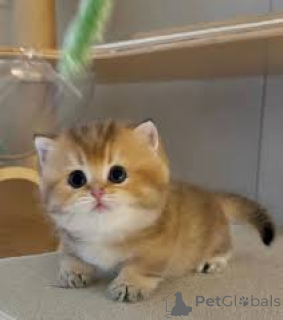 Фото №1. манчкин - купить в Вена за 46384₽. Объявление №163482