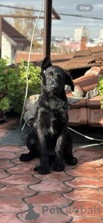 Фото №2 к объявлению №159097 о продаже немецкую овчарку - купить в Сербии заводчик