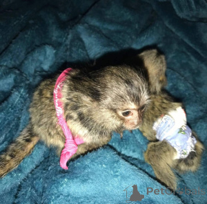 Фото №1.  - купить в Лоб за договорная. Объявление №161694