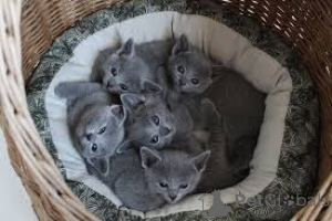 Фото №1. русская голубая - купить в Брюсселе за 53805₽. Объявление №164251