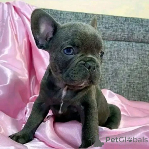 Фото №3. Все доступно для усыновления. Напишите мне напрямую..  Австралия