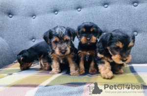 Фото №3. Teacup Yorkshire Terrier Puppy for free adoption.  Германия