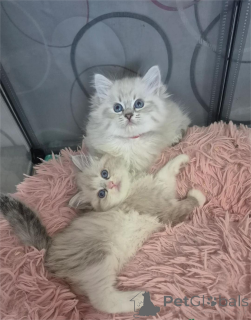 Фото №1. сибирская - купить в Бюнсдорф за 32468₽. Объявление №153179