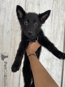 Фото №3. Немецкая овчарка черная.  Грузия