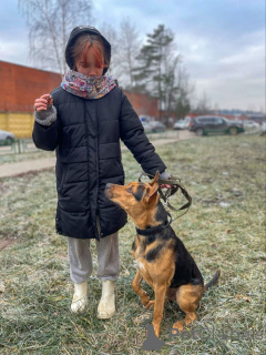 Фото №4. Продажа беспородную в Москве реке частное объявление - цена Бесплатно