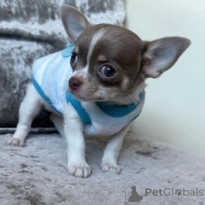 Фото №1. чихуахуа - купить в Нюрнберге за договорная. Объявление №152847