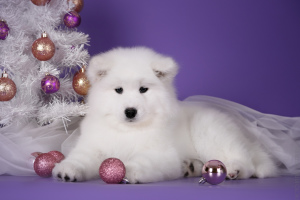 Фото №2 к объявлению №4532 о продаже самоедскую собаку - купить в России 