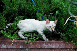 Фото №3. Снежный бенгальский котенок. Беларусь
