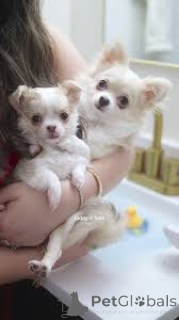 Фото №1. чихуахуа - купить в Милане за 64937₽. Объявление №165792