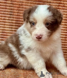 Фото №2 к объявлению №143521 о продаже вельш-корги - купить в Австрии заводчик