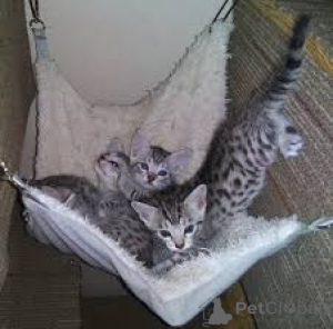 Фото №3. Каунита Египет Мау-Киссанпентуя Мьютавяна. Финляндия