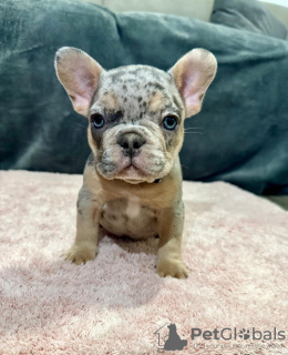 Фото №3. Franse Bulldogs щенки.  Бельгия