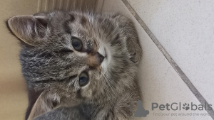 Фото №4. Продам  в Кемерово частное объявление - цена Бесплатно