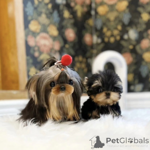 Фото №2 к объявлению №158875 о продаже беспородную - купить в США частное объявление, из питомника