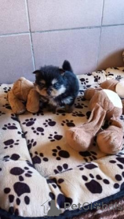 Фото №1. чихуахуа - купить в Дрезден за договорная. Объявление №164307