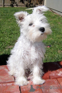 Фото №4. Продажа миттельшнауцера в Роттердам частное объявление, заводчик - цена 64937₽