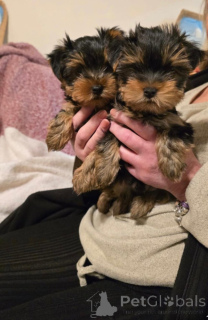 Фото №1. йоркширский терьер - купить в Доступный за договорная. Объявление №162483