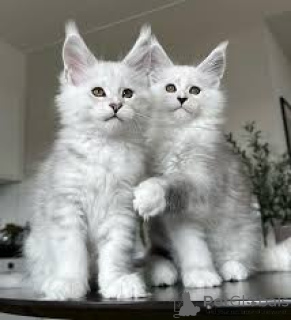 Фото №1. мейн-кун - купить в Хельсинки за 64937₽. Объявление №162067