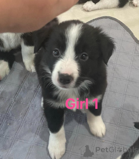 Фото №2 к объявлению №158820 о продаже бордер-колли - купить в Бельгии частное объявление