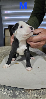 Фото №2 к объявлению №138758 о продаже американского питбультерьера - купить в Сербии 