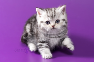 Дополнительные фото: Шотландские котята - серебристая мраморная девочка