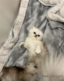 Фото №1. персидская - купить в Аугсбург за 32468₽. Объявление №153076