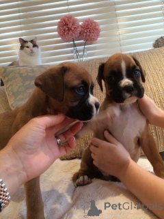 Фото №1. немецкий боксёр - купить в Берген за договорная. Объявление №47613