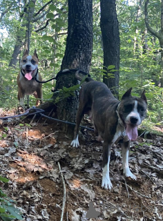 Фото №3. Один шанс схватить домашних животных своей мечты (американские собаки мастиф).  Беларусь