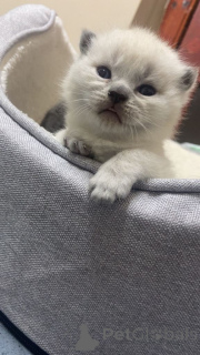 Фото №1. британская длинношёрстная - купить в Brownshwayg за 35251₽. Объявление №166921