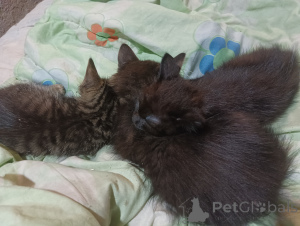 Фото №1.  - купить в Санкт-Петербурге за договорная. Объявление №146294