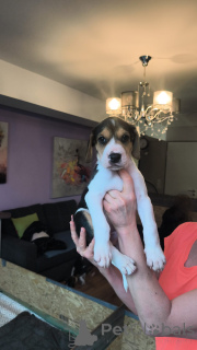 Фото №2 к объявлению №166244 о продаже русскую гончую - купить в Германии частное объявление