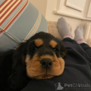 Фото №2 к объявлению №160714 о продаже английского кокер-спаниеля - купить в Финляндии заводчик