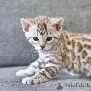 Фото №3. Познакомьтесь с Лео, золотым мальчиком с диким сердцем и нежной душой.. Германия