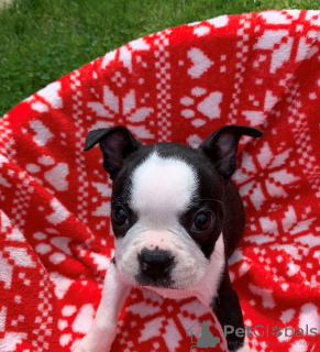 Фото №3. Adorable Boston Terrier Puppies for free adoption.  Германия