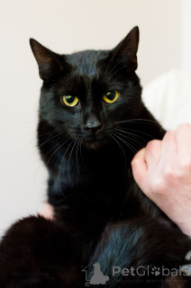 Фото №2 к объявлению №138801 о продаже  - купить в Беларуси 