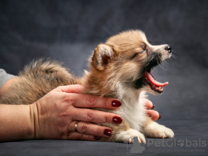 Фото №3. Welch Corgi Pembroke.  Эстония