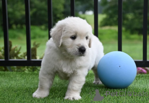 Фото №3. Хиотский золотистый ретривер в продаже.  Франция