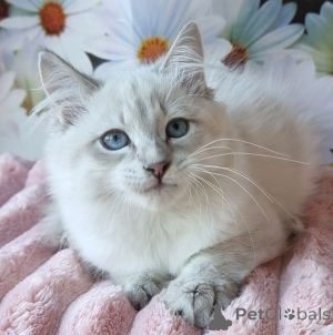 Фото №1. невская маскарадная - купить в Kyivets ' за 62908₽. Объявление №154384