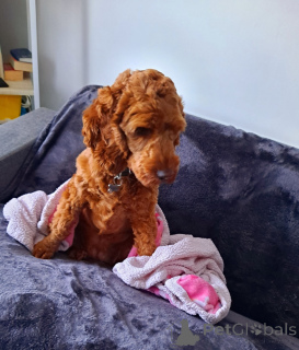 Фото №3. Кавапу девочка.  Ирландия