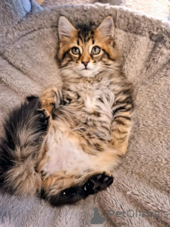 Фото №3. Котенок Мэн Кун для усыновления. Германия