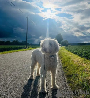 Фото №1.  - купить в Берлине за договорная. Объявление №166538