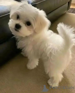 Фото №3. Готовые красивые щенки мальтезе Бизнес WhatsApp447400576553.  Финляндия