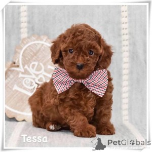 Фото №1. пудель (карликовый) - купить в Мейнц за договорная. Объявление №164343