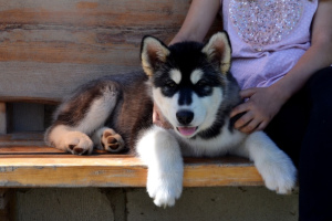 Фото №3. Аляскинского маламута щенки.  Беларусь